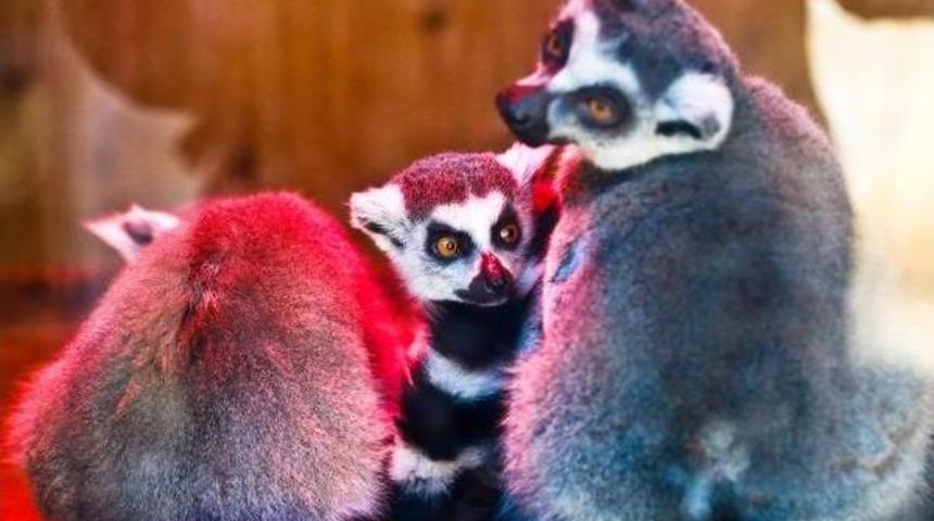 Lemur Ailesine Yeni &Uuml;ye