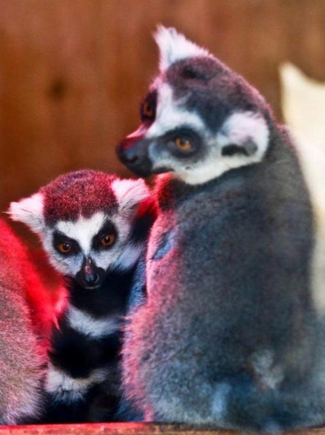 Lemur Ailesine Yeni Üye 1