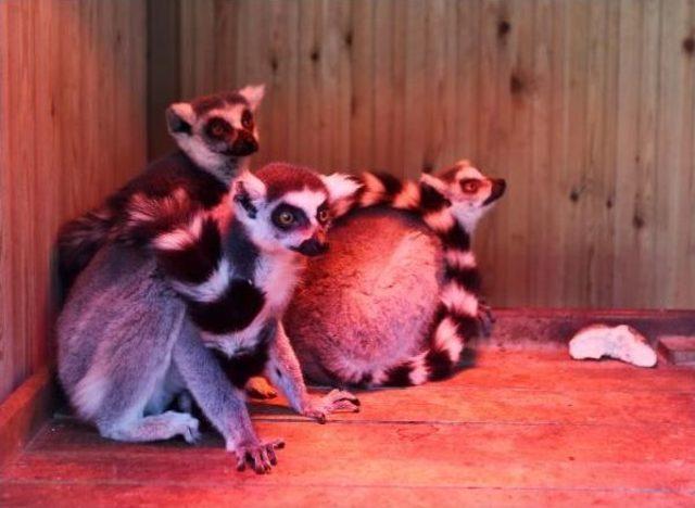 Lemur Ailesine Yeni Üye 2