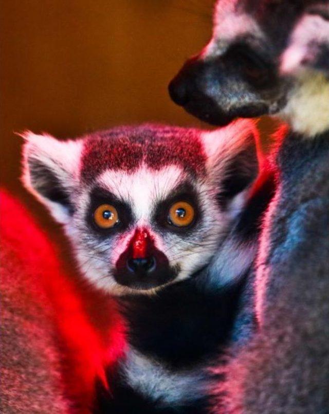 Lemur Ailesine Yeni Üye 3