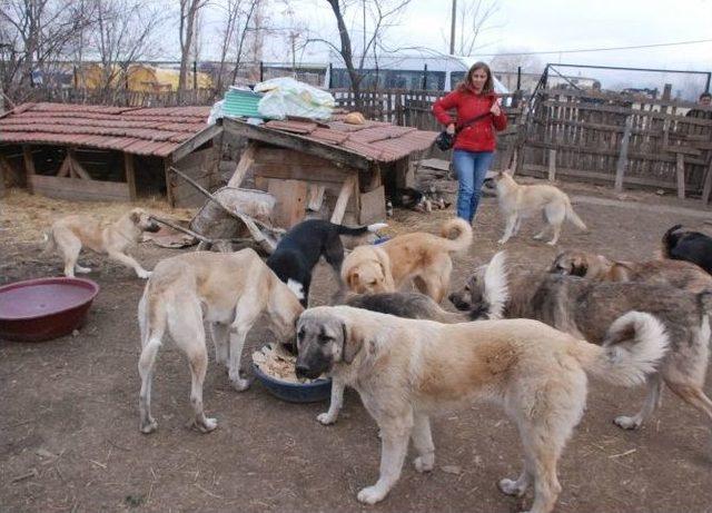 Bahçesinde 100’e Yakın Köpeğe Bakan Hayvansevere Destek