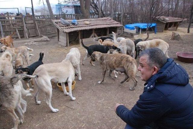 Bahçesinde 100’e Yakın Köpeğe Bakan Hayvansevere Destek