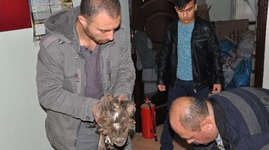 Yaralı Şahin Tedavi Ediliyor