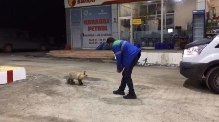 A&ccedil; Kalan Tilki Benzin İstasyonuna Sığınarak Karnını Doyurdu