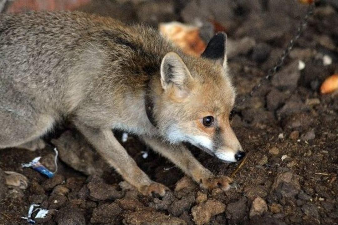 (&ouml;zel Haber) Su Kanalında Bulduğu K&ouml;pek Yavruları Tilki &Ccedil;ıktı
