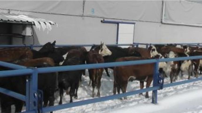 Kulu&rsquo;da Hayvan Sahiplerine Yem Uyarısı