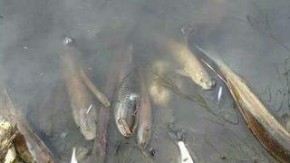 Porsuk’ta Toplu Balık Ölümleri Sürüyor