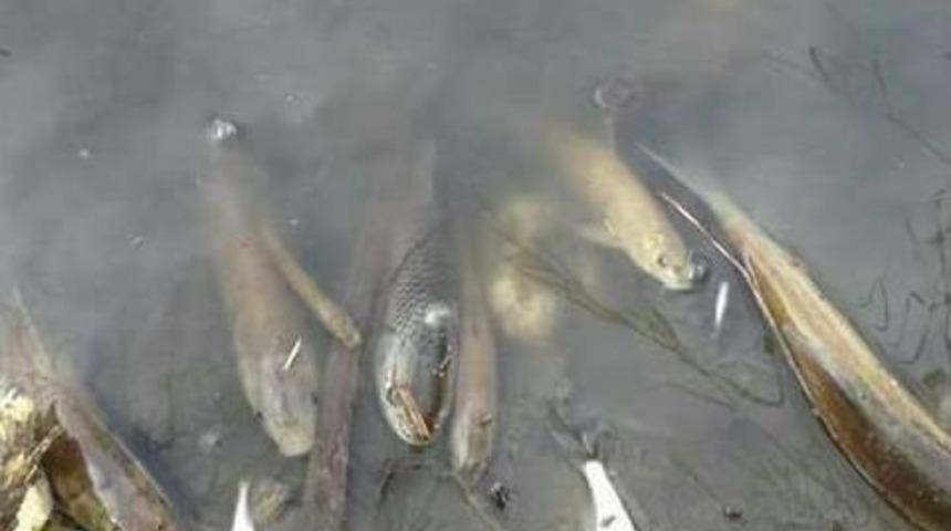 Porsuk’ta Toplu Balık Ölümleri Sürüyor