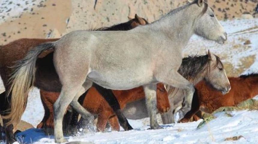 A&ccedil; Kalan Yılkı Atları, Karacadağ&rsquo;In Eteklerine Indi