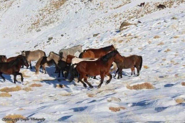 Aç Kalan Yılkı Atları, Karacadağ’In Eteklerine Indi