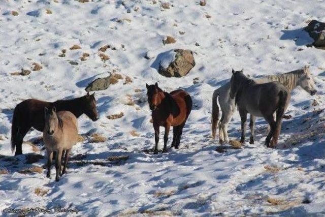 Aç Kalan Yılkı Atları, Karacadağ’In Eteklerine Indi