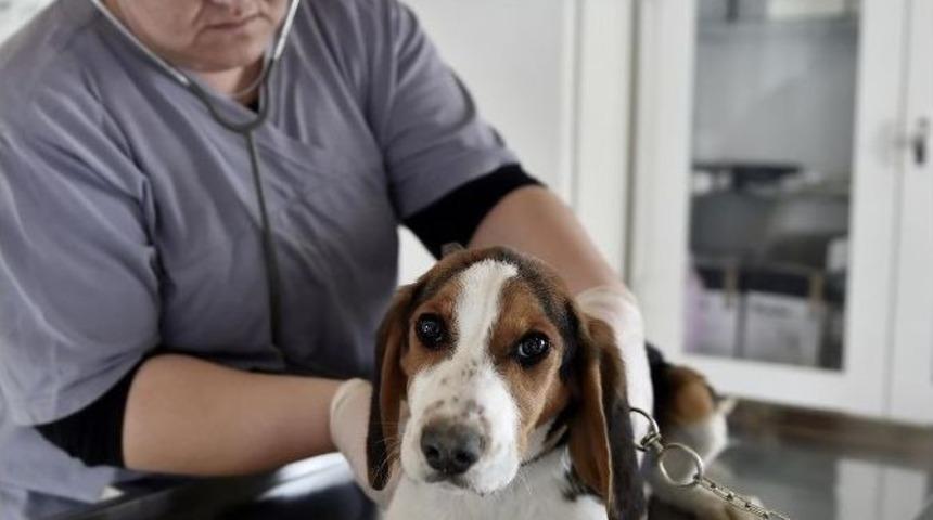 Mamak&rsquo;ta Kuduz Aşısı Kampanyası Devam Ediyor