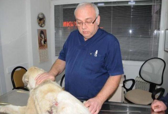 10 Aylık Köpeği Sırtından Vurdular