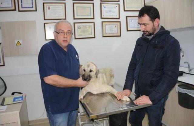 10 Aylık Köpeği Sırtından Vurdular