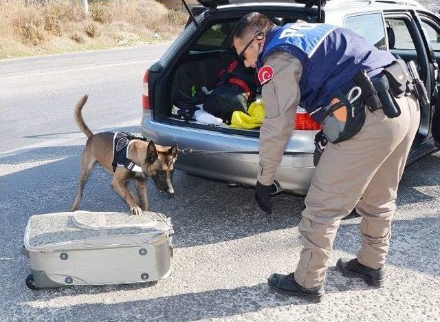 Özel Eğitimli Köpeklerden Sevkiyatlara Engel