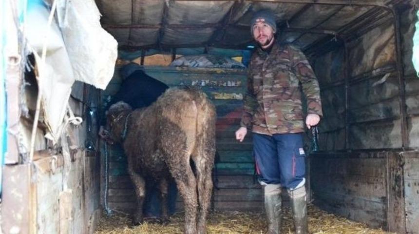 Biga&rsquo;da K&ouml;yl&uuml;lere 216 Adet İnek Dağıtıldı