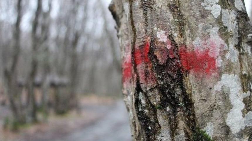 Vatandaşlardan &lsquo;belgrad Ormanı&rsquo; Tepkisi