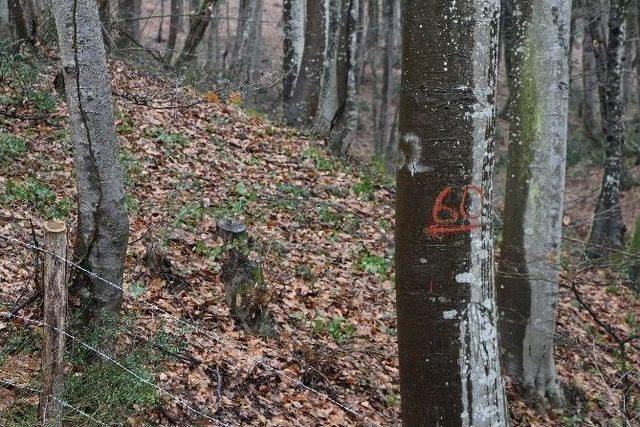 Vatandaşlardan ‘belgrad Ormanı’ Tepkisi