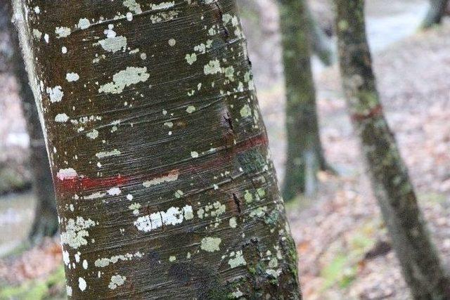 Vatandaşlardan ‘belgrad Ormanı’ Tepkisi