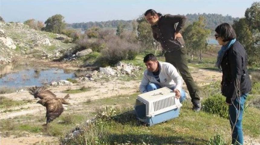 Yaralı Bulunan 432 Yaban Hayvanı Tedavi Edildi