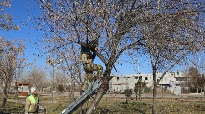 Haliliye Belediyesi Kısas Mahallesindeki Parklarda &Ccedil;alışmalarını Tamamladı
