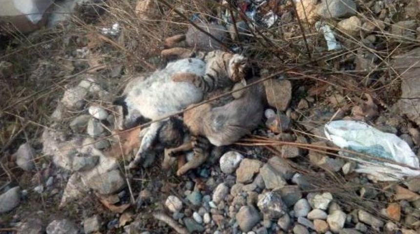 Samsun'da Sokak Hayvanlarının &Ouml;l&uuml;m&uuml; Inceleniyor