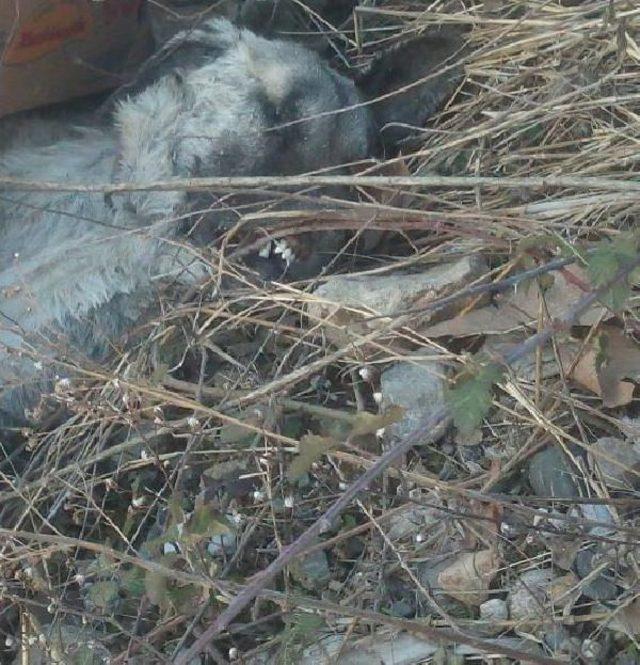 Samsun'da Sokak Hayvanlarının Ölümü Inceleniyor