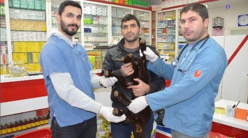 Beş Bacaklı Kuzu Ameliyat Edildi