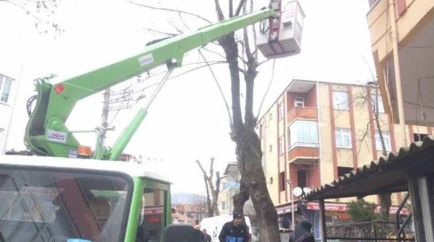 K&ouml;rfez&rsquo;de Ağa&ccedil;lara Kış Bakımı