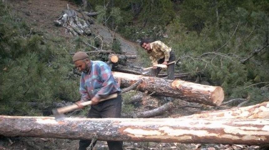 &Ccedil;orum&rsquo;da Ormanlara 71 Milyon Liralık Yatırım