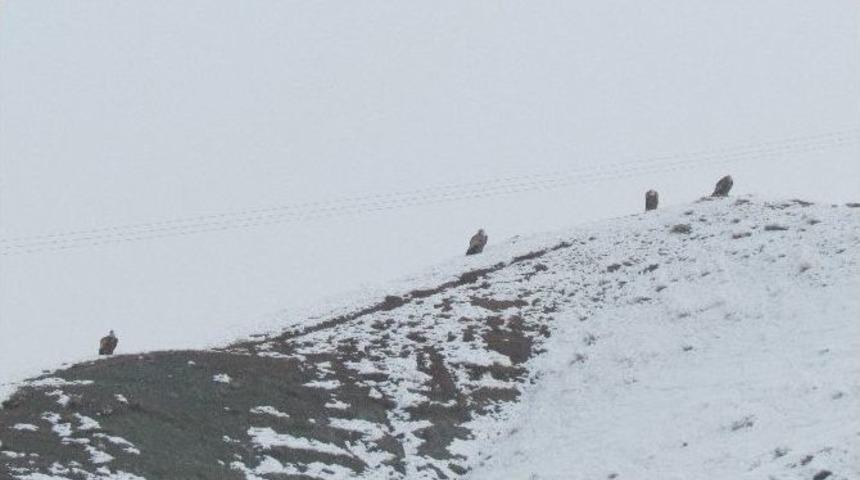Kızıl Akbabalar İ&ccedil;in Doğaya Foto Kapan Bırakıldı