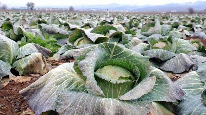 Zabıtanın Kestiği Cezalar &Ccedil;ift&ccedil;iyi İsyan Ettirdi