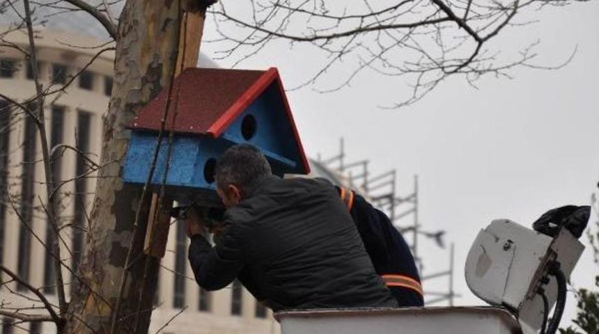 Kedi Evlerinden Sonra Kuş Evleri