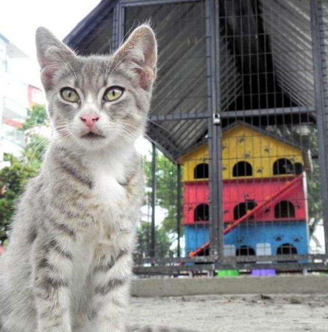 Kedi Evlerinden Sonra Kuş Evleri