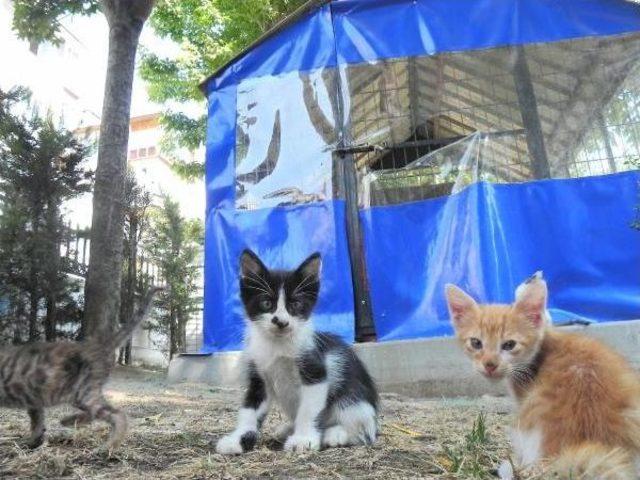 Kedi Evlerinden Sonra Kuş Evleri