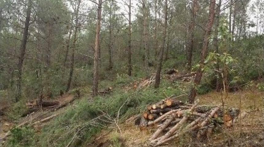 Vezirk&ouml;pr&uuml;&rsquo;de Ormanlara Sıklık Bakım Operasyonu