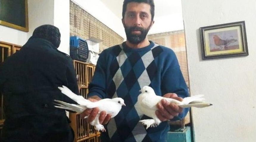 Bu G&uuml;vercinin Fiyatı Servet Değerinde