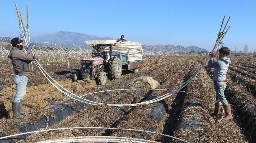 &Ccedil;ilek &Uuml;reticisi Tarlaya İndi