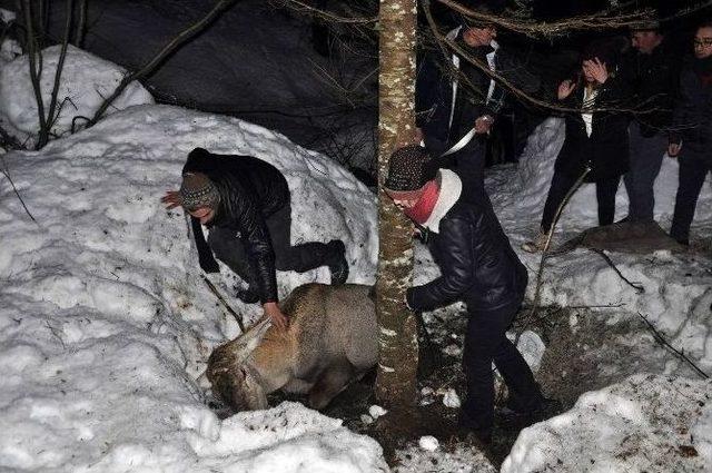 Yaralı Kızıl Geyik Başarılı Operasyonla Kurtarıldı