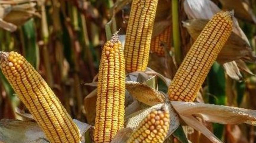 Şampiyon Mısıra Avrupa Birliği&rsquo;nden Tescil