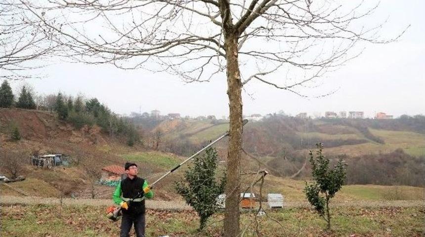 Başiskele&rsquo;de Ağa&ccedil;lara Bakım &Ccedil;alışması