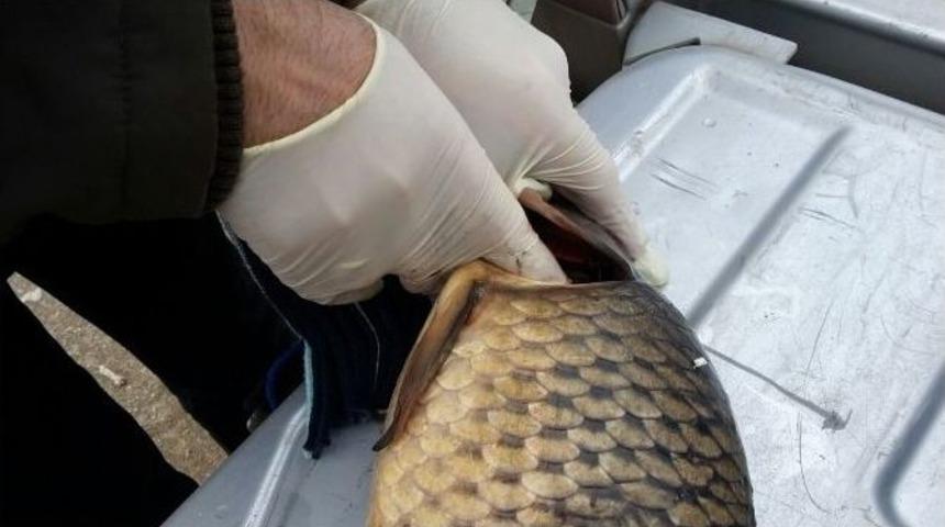 Eskişehir&rsquo;deki Balık &Ouml;l&uuml;mleri Araştırılıyor