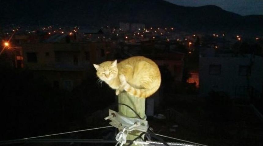 K&ouml;pekten Ka&ccedil;arken Direğe &Ccedil;ıkan Kediyi İtfaiye Kurtardı