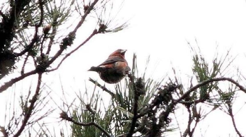 &Ccedil;aprazgaga, Zonguldak'ın 304'&uuml;nc&uuml; Kuş T&uuml;r&uuml; Oldu