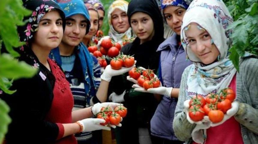 Eksi 46 Dereceyi Gören Çaldıran'da Serada Domates Üretiliyor