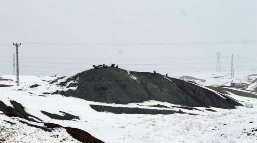 Akbabalar Foto Kapana Yakalandı