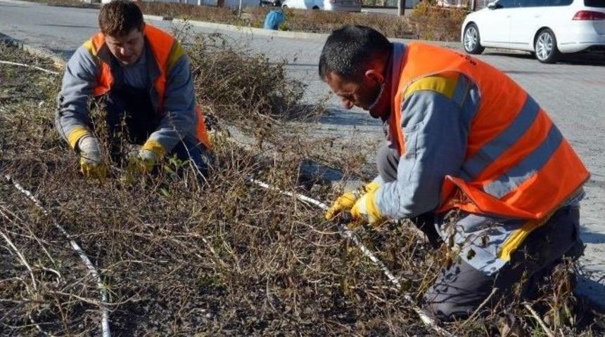 Manavgat Belediyesinden Ağa&ccedil;lara Kış Bakımı