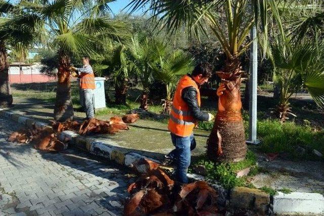 Manavgat Belediyesinden Ağaçlara Kış Bakımı