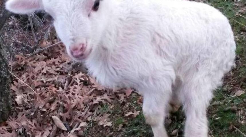 Arka Ayakları Kısa Doğdu