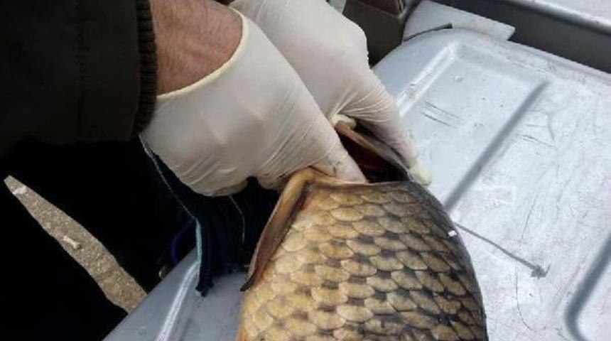 Eskişehir'de Balık Ölümleri Araştırılıyor